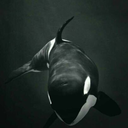 awesomeborrelliuniverse avatar