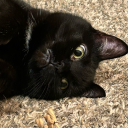 awesomecopper avatar