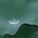 awesomedogegg avatar