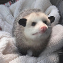 awesomepossums avatar
