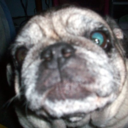 awesomepugs avatar