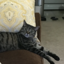 awesomepurplehideoutbouquetus avatar