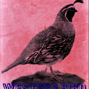 awesternbird avatar