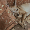 awestruckrock avatar