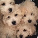 awfulnoisyharmonies avatar