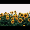 awgdrjvdsarjcs avatar