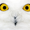 awiseyoungowl-blog avatar