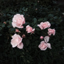 awitchinthewild avatar