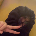 awkward-penguin-in-a-trenchcoat avatar