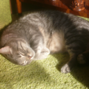 awkwardcatmoment avatar