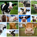 awkwardliberal avatar