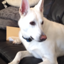 awkwardturtlepup avatar