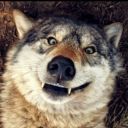 awooo-im-a-wolf avatar