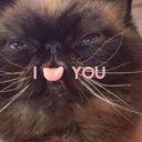 awsrdxcfukhgr75w avatar