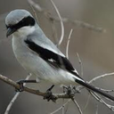 axiomrenegade avatar