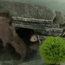 axolotl-cave-party avatar