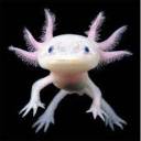 axolotlcute497 avatar