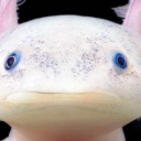 axolotlsandabsolsarethebest avatar