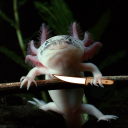 axolotlwithafork avatar