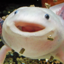 axolotly-axolotl avatar
