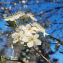 axolotol-kiddo avatar