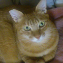 ayacatchobipoo-blog avatar