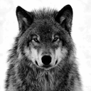 aydennwolf avatar