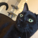 aye-i-have-cats avatar