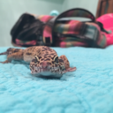 ayla-and-her-leos avatar