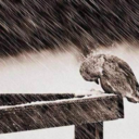 ayriliklarmevsimi avatar