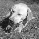 ayurame-yo-te-ayuro avatar