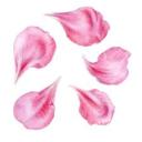 azaleasdesire avatar