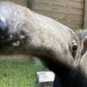 azaleatheanteater avatar