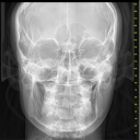 azara-majdoub avatar