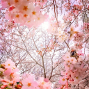 azranlove-adriana avatar