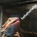 azulathebeardie avatar