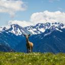 azuldeprusiaa avatar