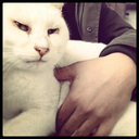 azumakuniyuki avatar