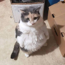 azurublossmon avatar