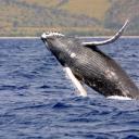 b0n3l3ssbaenanas avatar