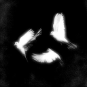 b0nesinthegarden avatar