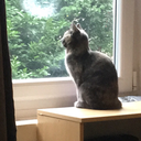 b0rderline-kitt3n avatar