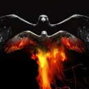 b1rdsare0nf1re avatar