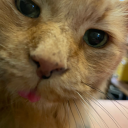 baasthasthezoomies avatar