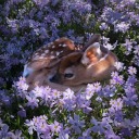 babby-bambi avatar