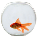 babeyou-looksocool avatar