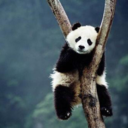 babooshy-thepanda avatar