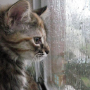 babs-butterfly avatar