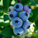 baby-blue-berry avatar