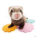 baby-ferretfangs avatar